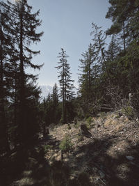 Low angle view of pine trees against sky