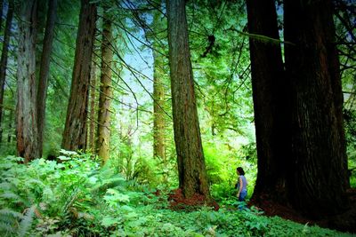 Trees in forest