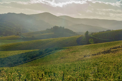 Scenic view of agricultural field against sky