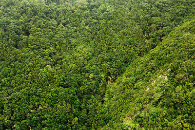 Full frame shot of lush foliage