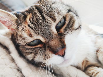 Close-up portrait of cat relaxing