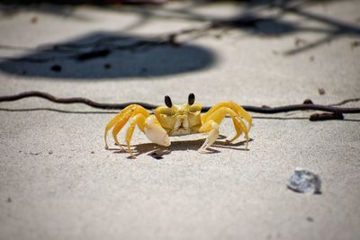 Close-up of yellow crab on sand