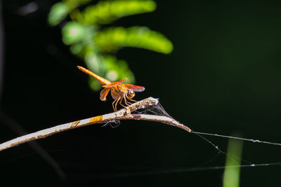 Close-up of insect on plant