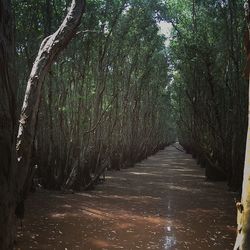 Dirt road passing through forest