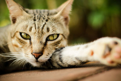 Close-up portrait of a cat