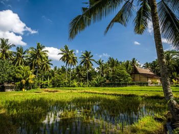 Scenic view of palm trees by lake against sky