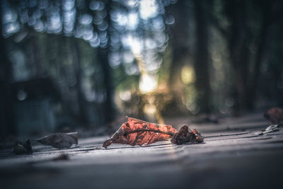 Close-up of dry leaves on wood in forest