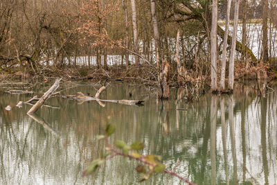 Scenic view of lake in forest