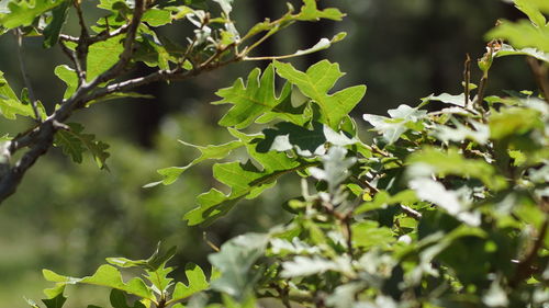 Close-up of fresh green plants