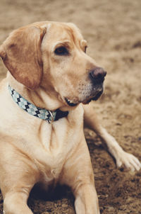 Close-up of labrador retriever on field looking away