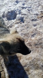 Close-up of horse on sand at beach