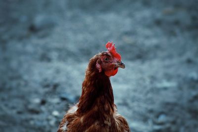 Close-up of a bird