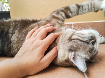 Midsection of a cat with hand