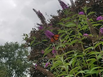 Low angle view of purple flowers blooming against sky