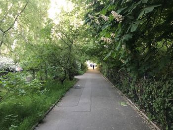 Rear view of man walking on footpath amidst trees