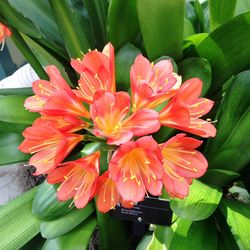 Close-up of red flower