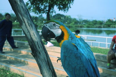 Close-up of parrot perching on tree