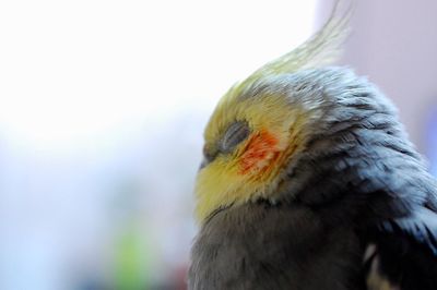 Close-up of bird perched