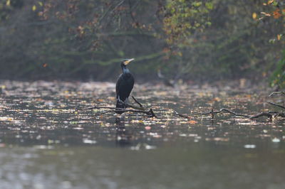 Bird perching on lake