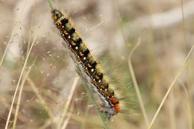 Close-up of insect on spider web