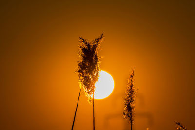 Low angle view of silhouette tree against orange sky