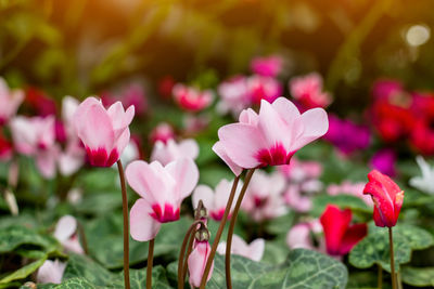 Close-up of pink flowering plants on field