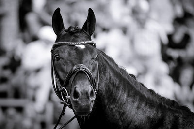 Close-up portrait of horse