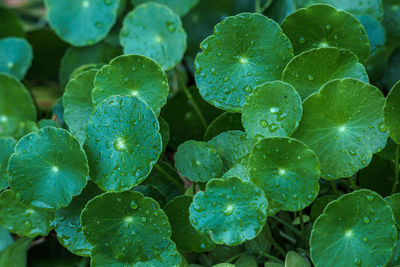 Full frame shot of wet leaves