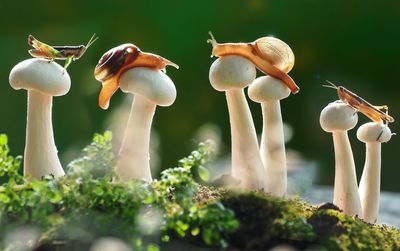 Close-up of mushrooms growing on land