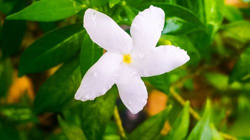 Close-up of wet yellow flower blooming outdoors