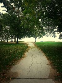 Footpath leading towards trees