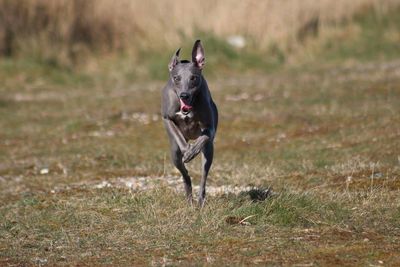 Dog running on field