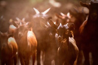 Close-up of goats on field