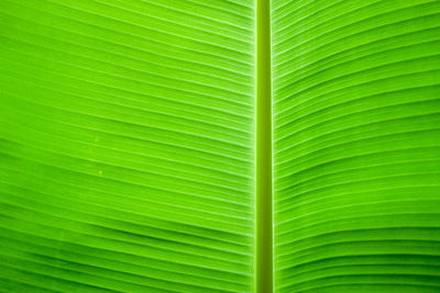 Full frame shot of palm leaf