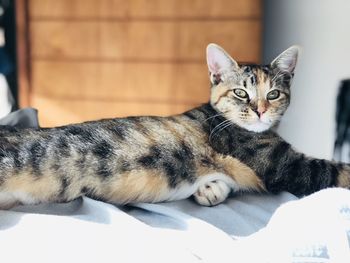 Portrait of a cat resting