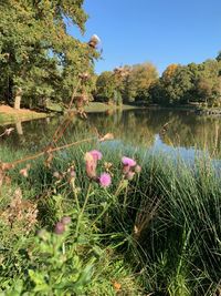 Pink flowering plants on field by lake