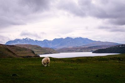 View of a sheep on landscape