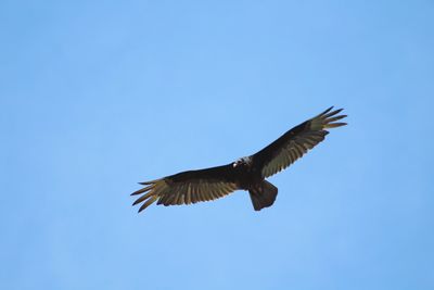 Low angle view of eagle flying against clear blue sky