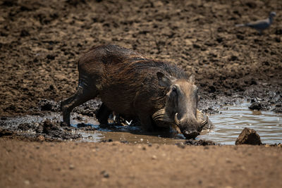 Common warthog kneels in mud at waterhole