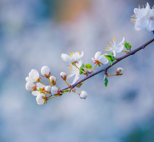 Beautiful white plum tree flowers blossoming during the spring.