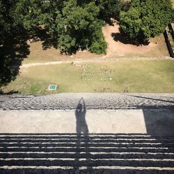 High angle view of shadow on tree by road