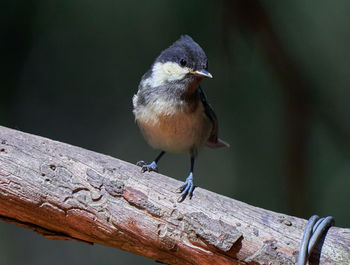 Close-up of bird perching on railing