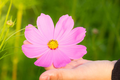 Close-up of hand holding pink flower