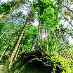 Low angle view of trees in forest