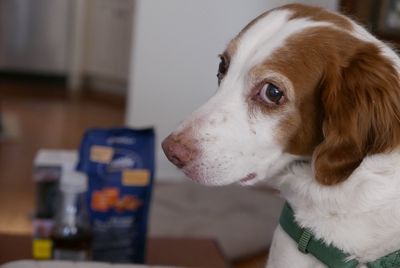 Close-up of dog looking at home