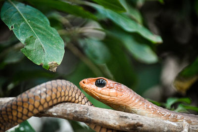 Close-up of lizard on leaves