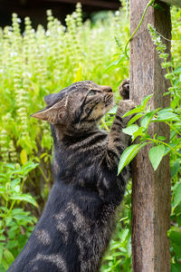 A cat sharpening claws on fence post.