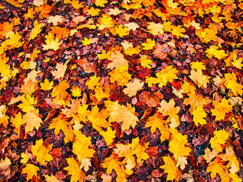 Full frame shot of yellow maple leaves