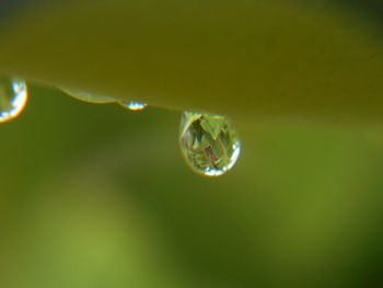 Close-up of water drops on plant