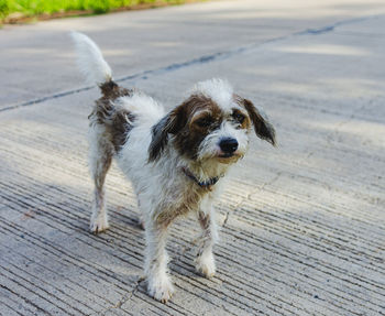 Portrait of dog standing on footpath